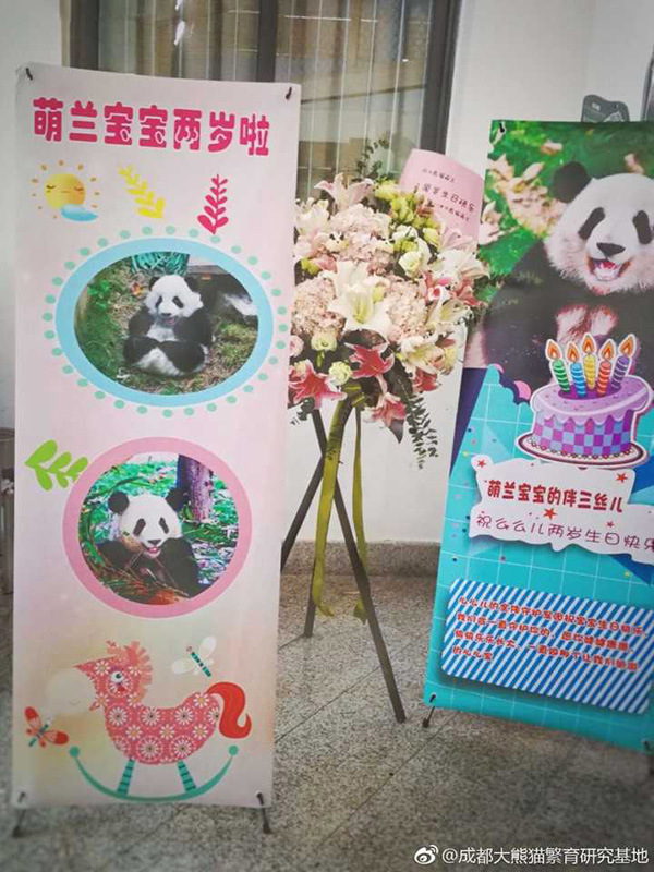Meng Lan, a female panda at the Chengdu Research Base of Giant Panda Breeding in Southwest China's Sichuan province, celebrated her second birthday on July 4 by sharing an ice cake with other pandas. In May, she underwent an operation after suffering from a bone infection in her lower jaw. (Photo provided to China Daily)