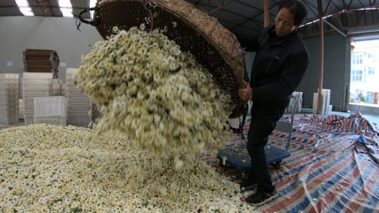 Tongxiang has for the past 300 years been one of the biggest producers of the white chrysanthemum, called Hang Bai Ju. Photo by Gao Erqiang / China Daily