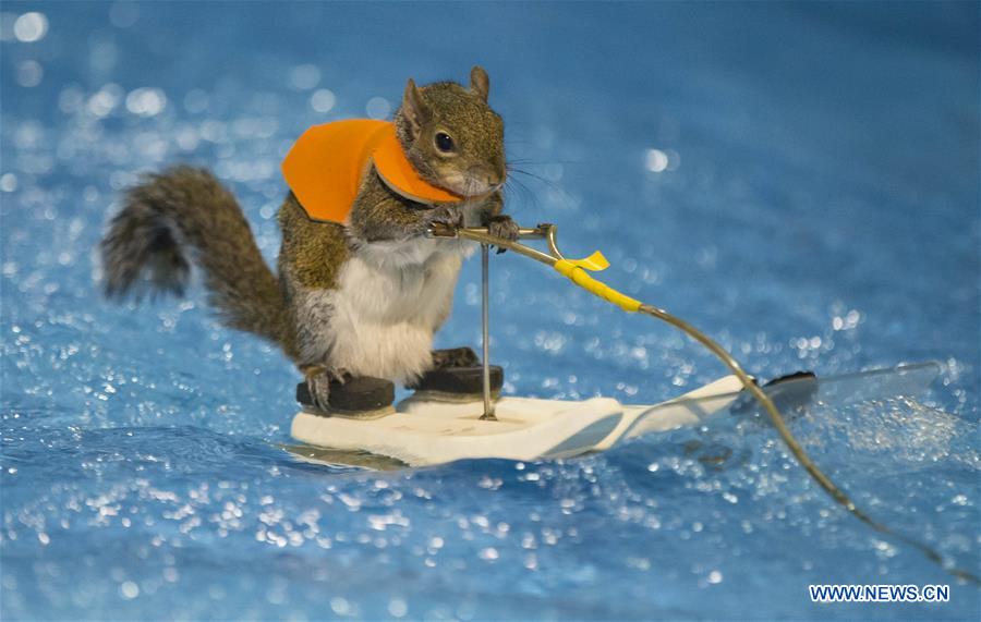 Water-Skiing Squirrel performs during 2018 Toronto Int'l Boat Show
