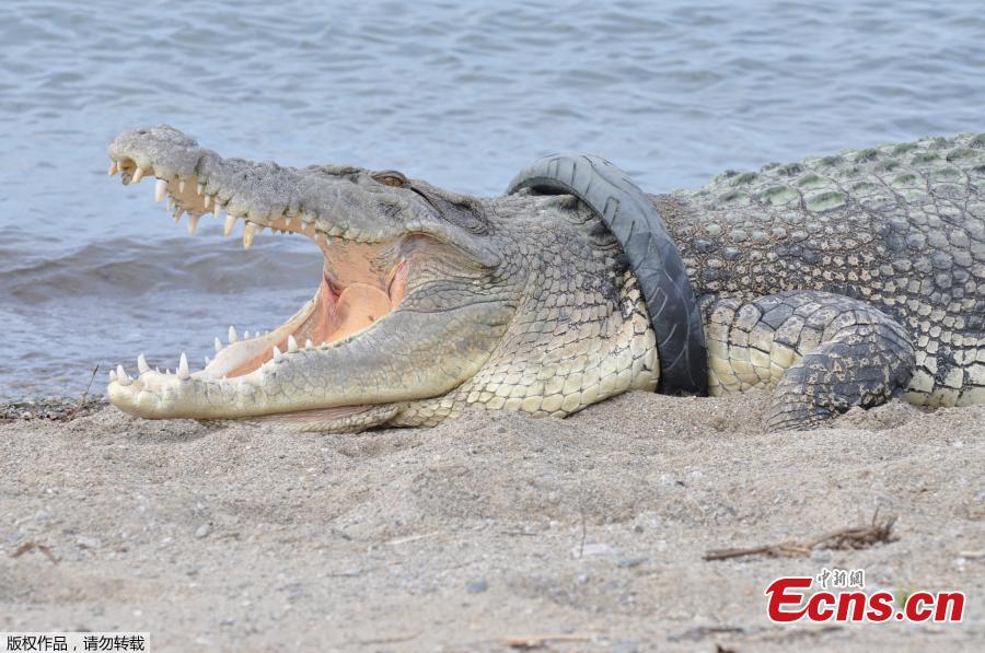 Race to save Indonesian croc stricken by tyre necklace