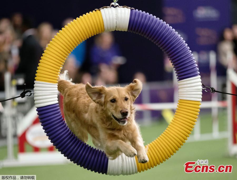 Dogs compete in Masters Agility Championship