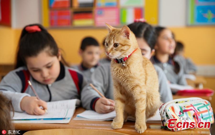 Tombi 'the classroom cat' returns to Turkish school