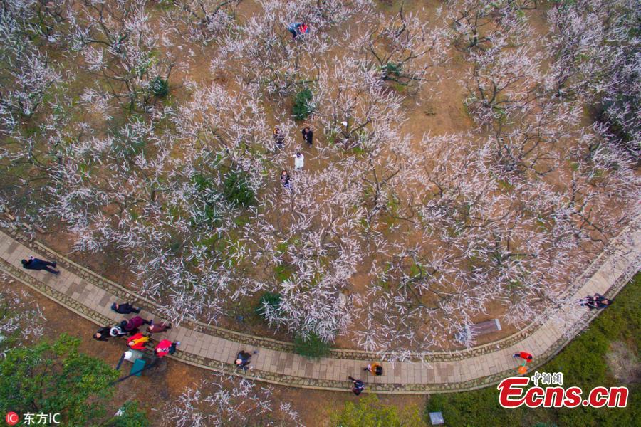 Beautiful sea of plum blossom in Hangzhou