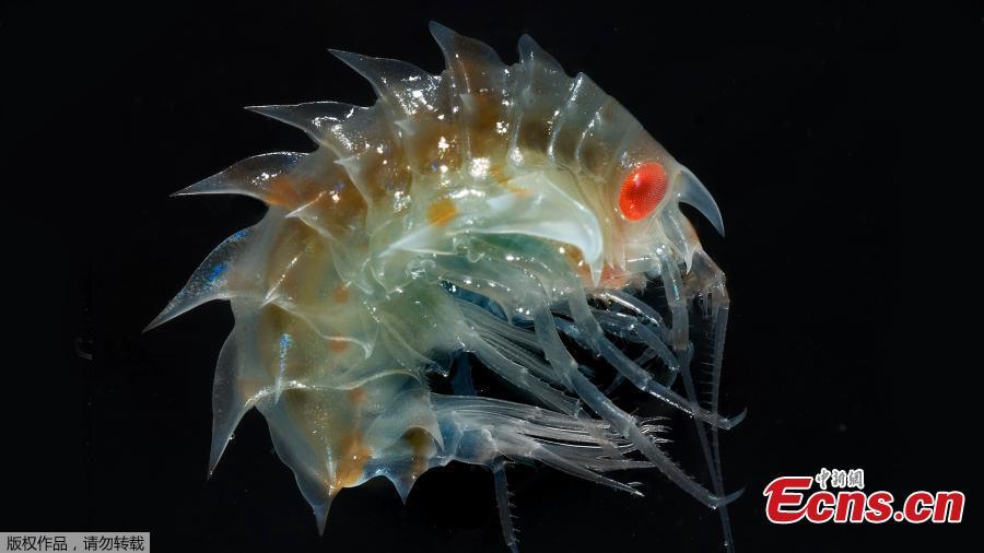 Photos: Creepy Antarctic sea creatures