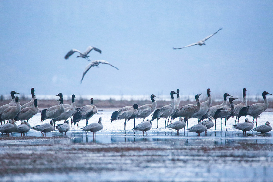Black-necked cranes arrive at Weining Grass