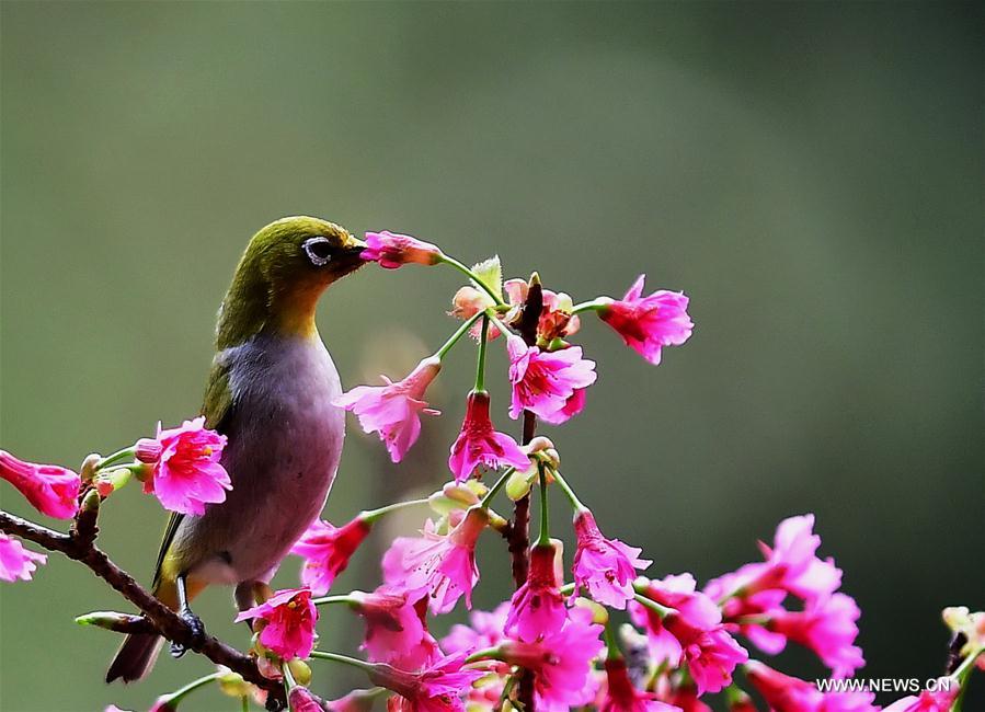 White-eyes gather honey on cherry trees