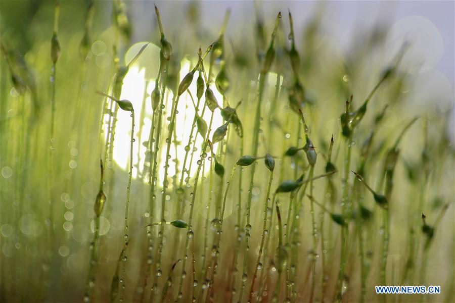 Fresh grass in rain beside Longquan lake