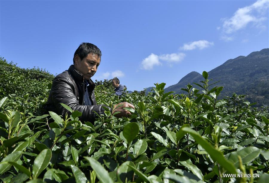 Spring tea enters picking season across China