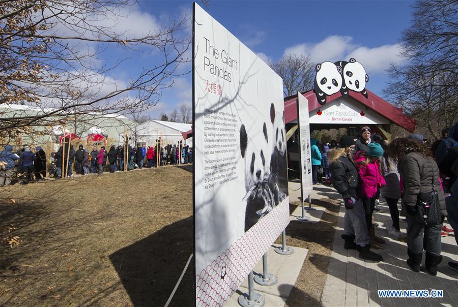Giant pandas to be moved from Toronto Zoo to Calgary Zoo