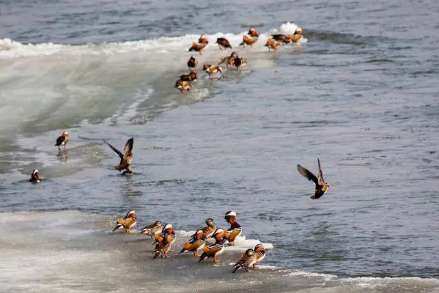 Endangered mergansers spotted in Jilin