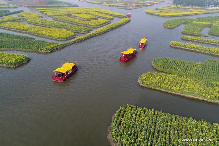 Aerial view of cole flowers in Jiangsu