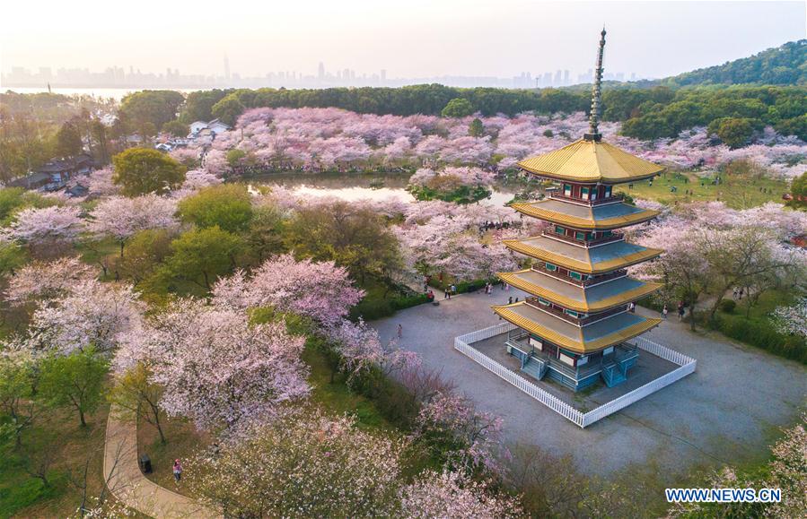 Aerial photos show cherry blossoms at East Lake in Wuhan