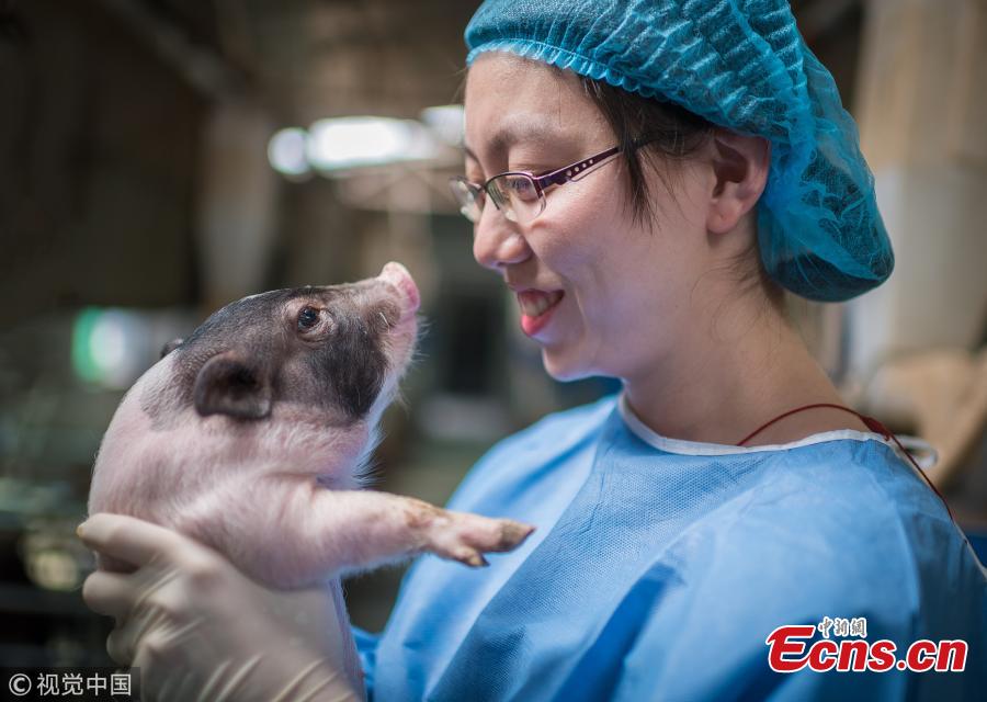 Scientists create pig model of Huntington's disease