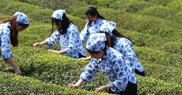 'Forest chiefs' can help Anhui tea fields thrive