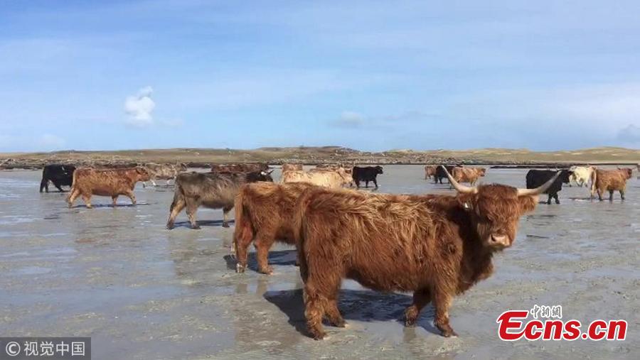 Cows herded to an uninhabited island to give birth 