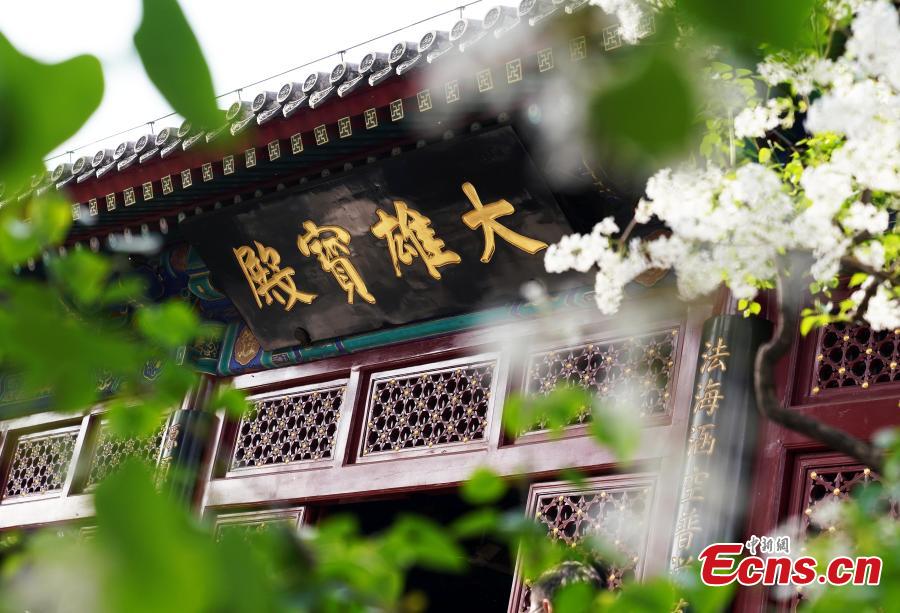 Ancient Fayuan Temple adorned by sea of flowers