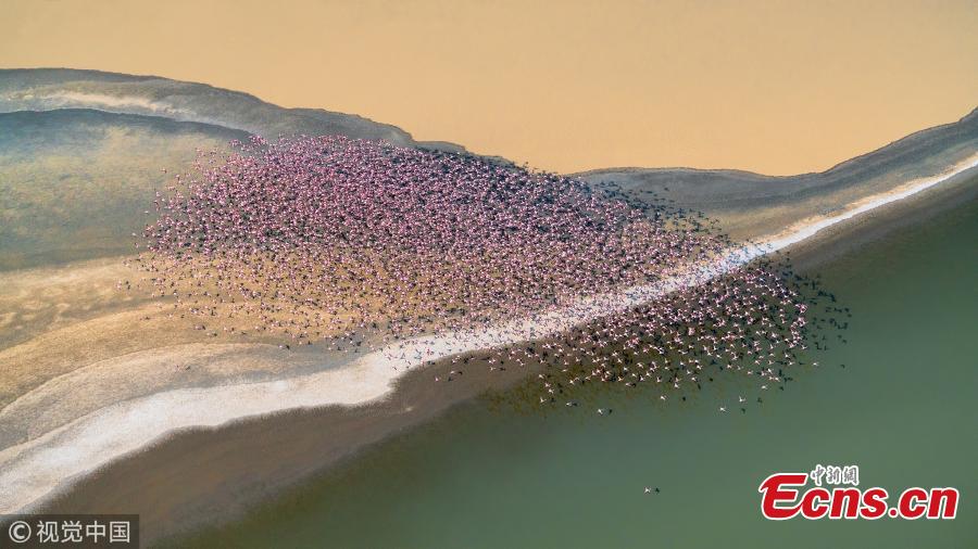 Flamingos nestling on caustic African lake 