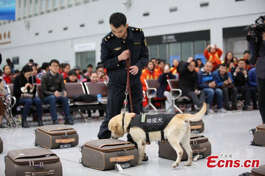 Detector dogs in skills competition 