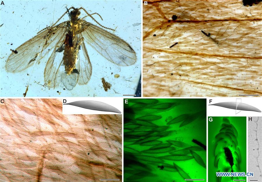 Wing color of 200-million-year-old insect revealed via fossil scales in Nanjing
