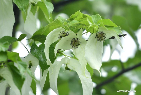 Flowers of Chinese dove tree bloom