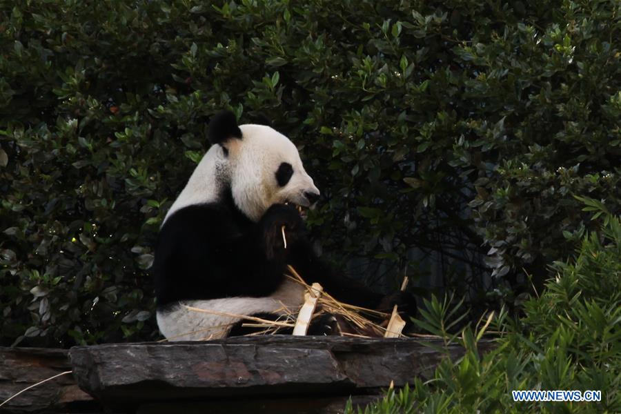 Daily life of pair of Chinese pandas in Adelaide Zoo