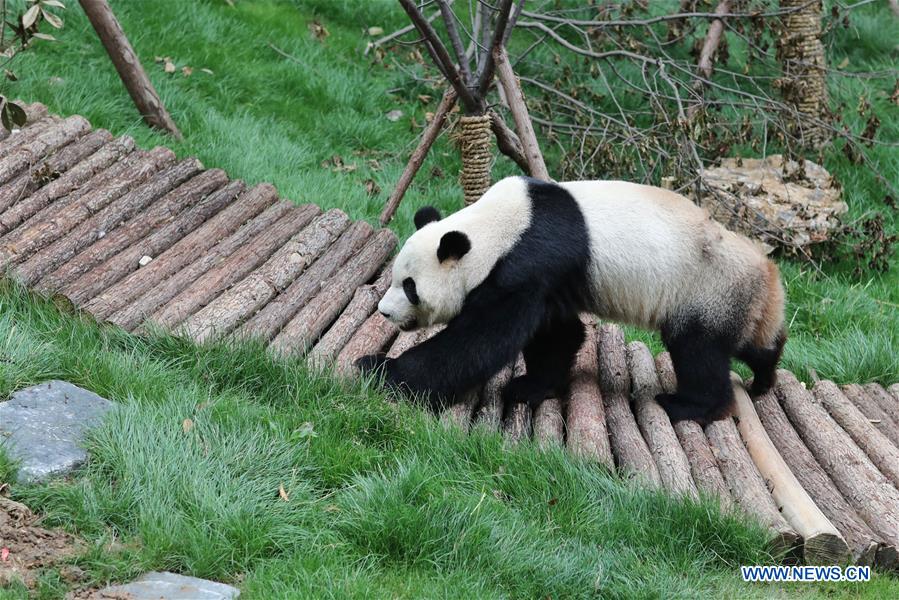 Two Giant pandas meet public in Guiyang after returning from overseas