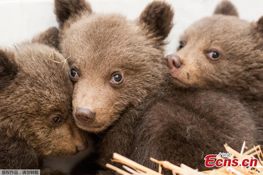 Where's mum? Three bear cubs rescued in Bulgaria
