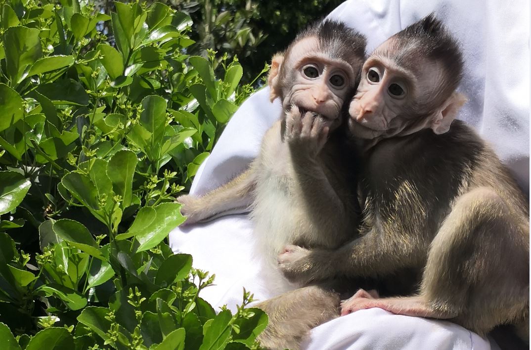 World's first cloned monkeys bask in the sun