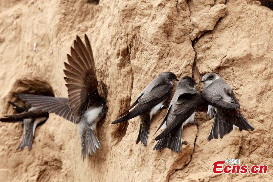 Swallows nest in downtown Zhengzhou
