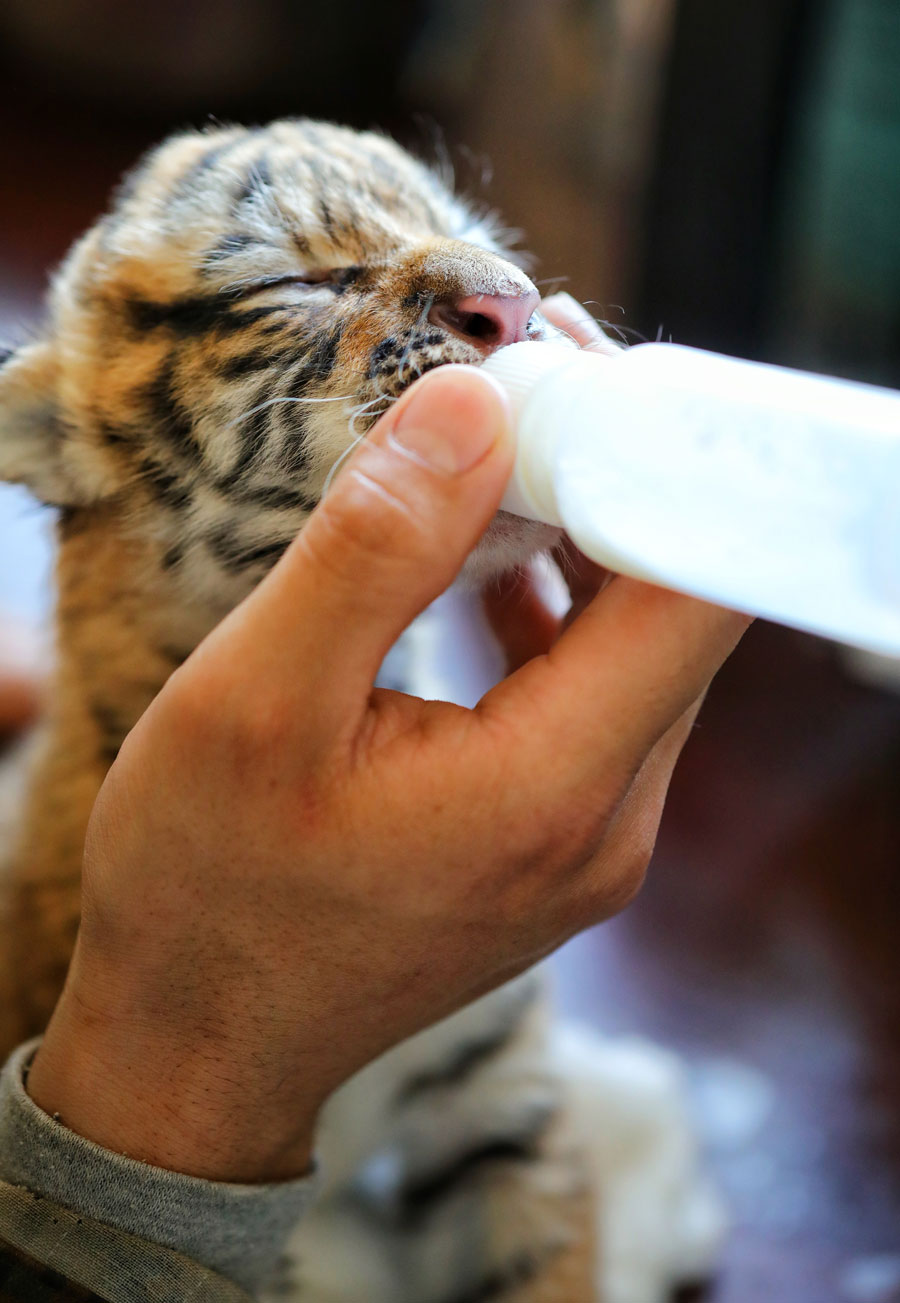 Keeper looks after newborn tiger cubs