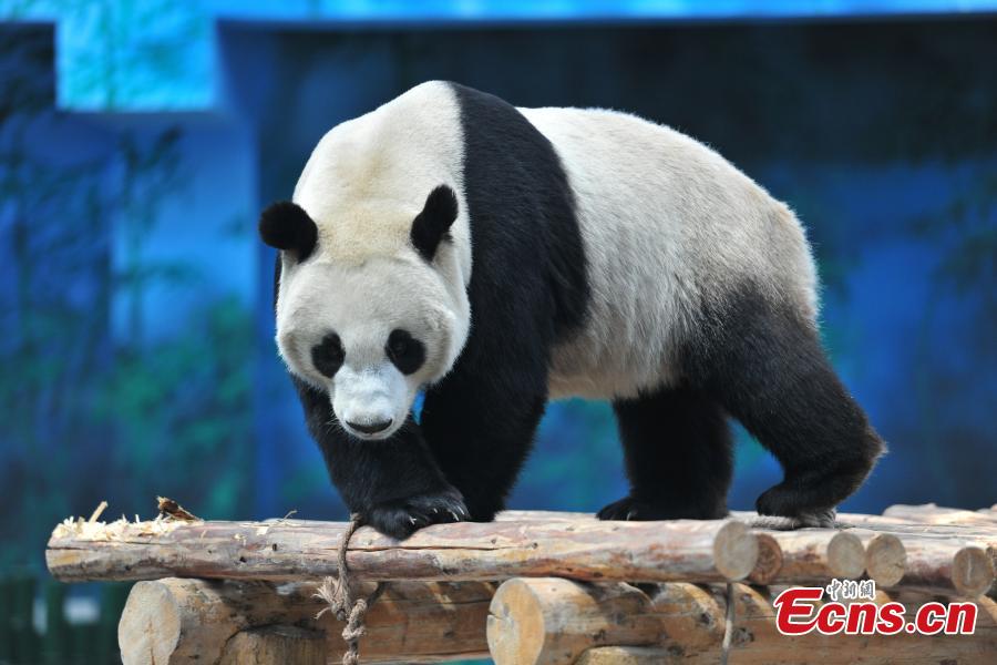 Female panda Pu Pu now turns out to be male 