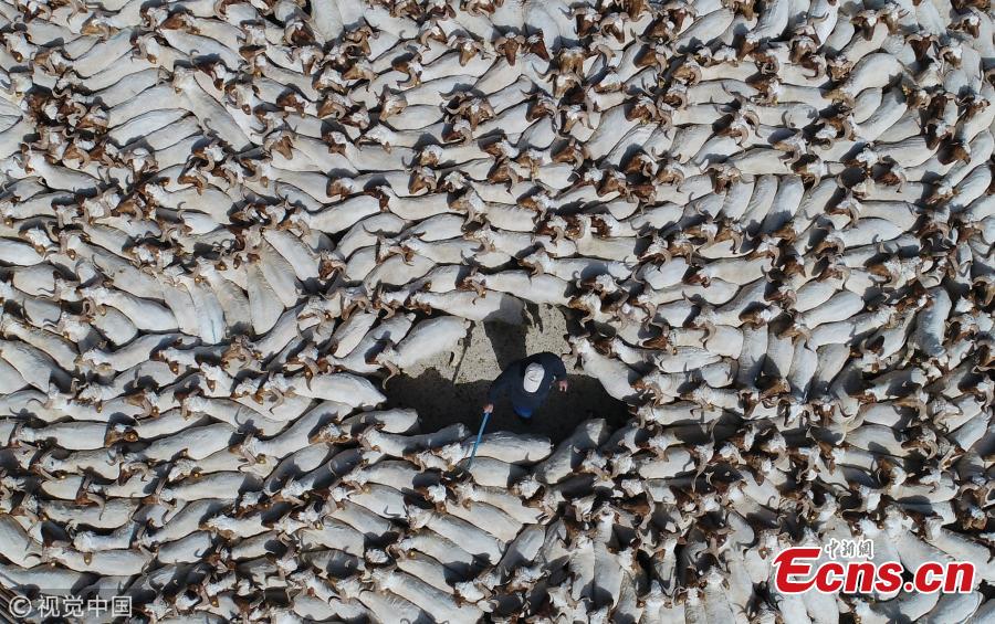 Herd of sheep after shearing gather in Turkey