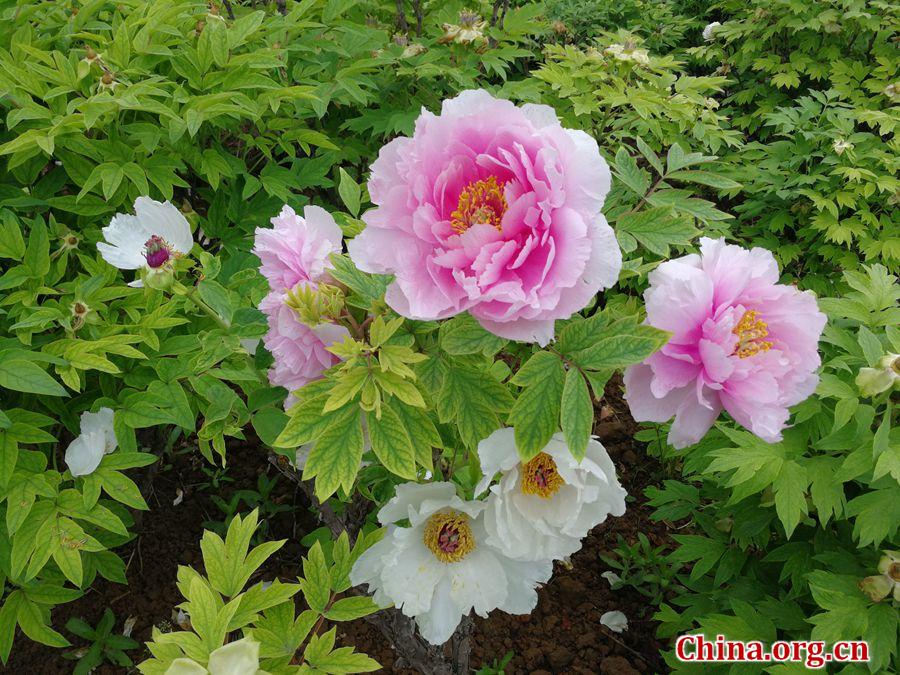 Lush blooms adorn Luoyang Int'l Peony Garden