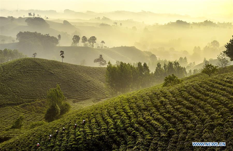 Tea garden offers jobs to poor households in C China's Henan