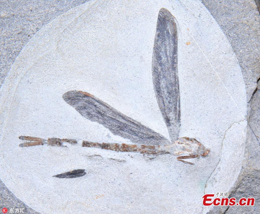New species of dragonfly named after collector