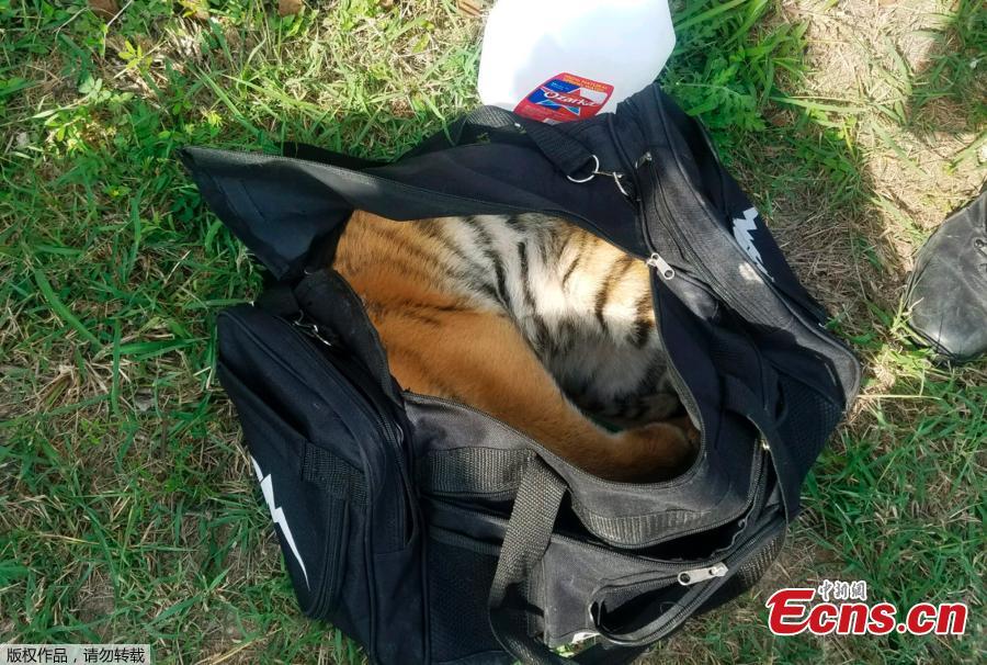 Smugglers abandon tiger cub in bag along Texas border