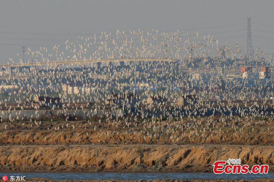 Wading birds arrive en masse at eastern wetland