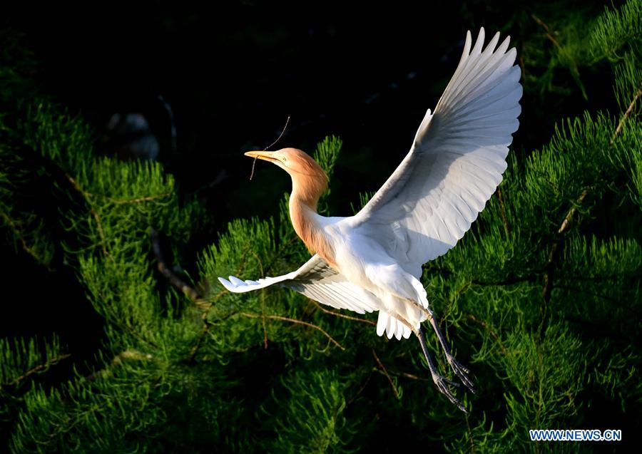 Egrets seen in forest in Henan