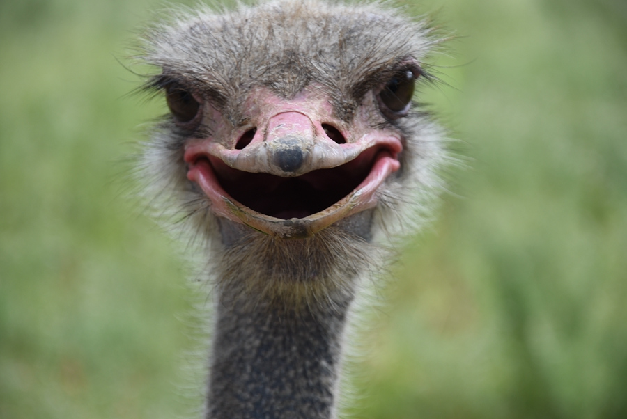 Animals' expressions cheer World Smile Day