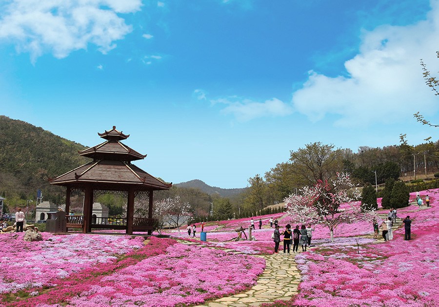 Field of moss phlox delight state guest house in Dalian