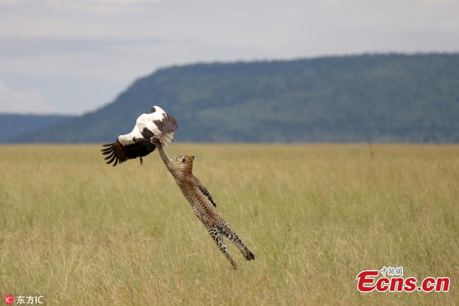 Bird miraculously escapes leopard attack