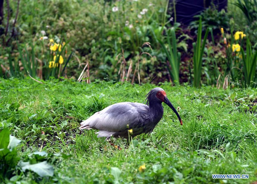 Crested ibises gifted by China boost local economy on Japan's Sado Island