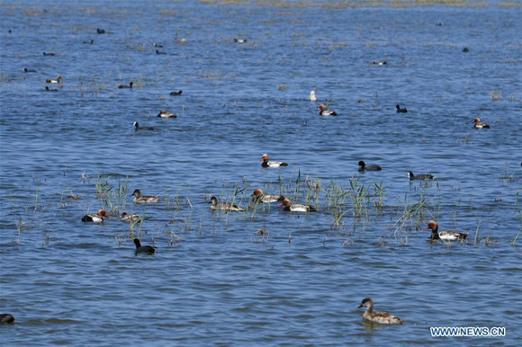 Wild birds seen in N China's Inner Mongolia