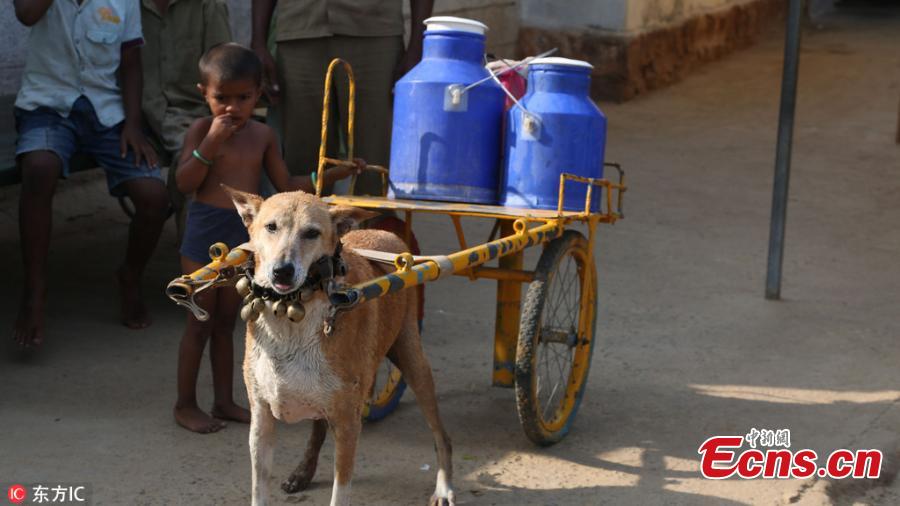 Adorable pooch delivers milk on special cart in India
