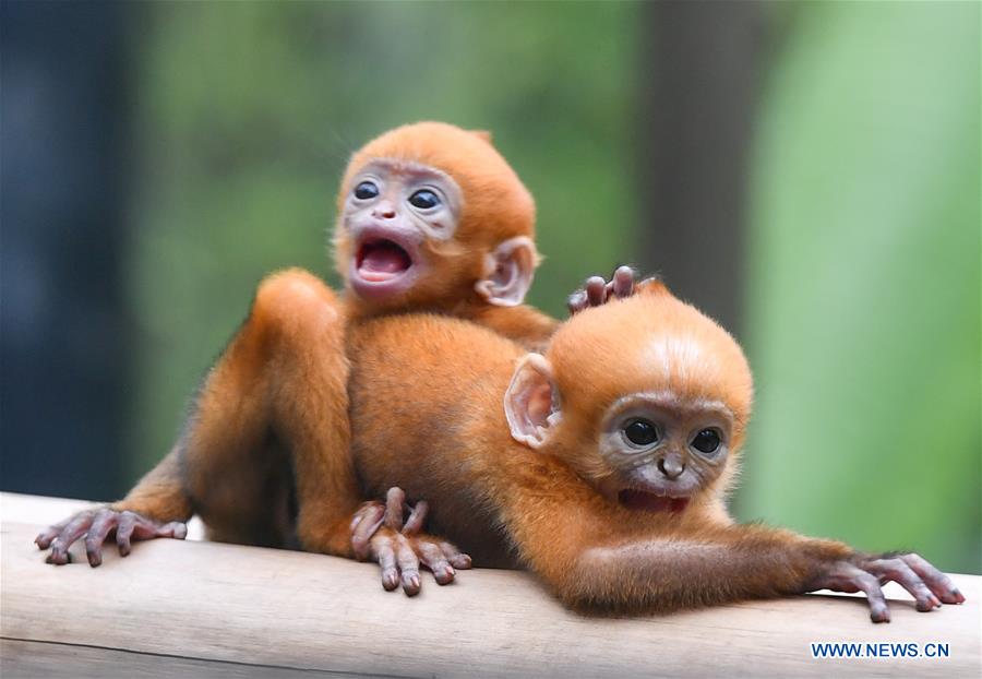 Francois' langur meets public with her unlike-sex twins in Guangzhou