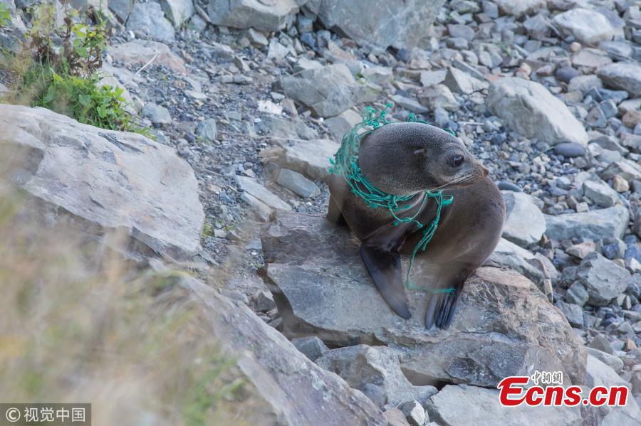 Poor seal trapped in fishing net in New Zealand