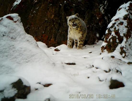 Rare wild animals spotted in Tibetan nature reserve