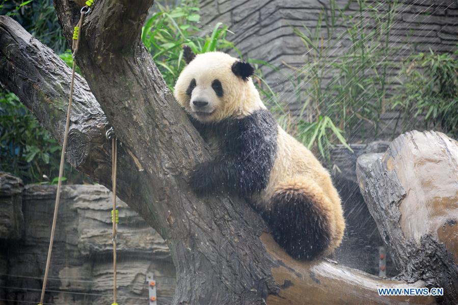Giant panda takes shower amid heat wave at Beijing Zoo