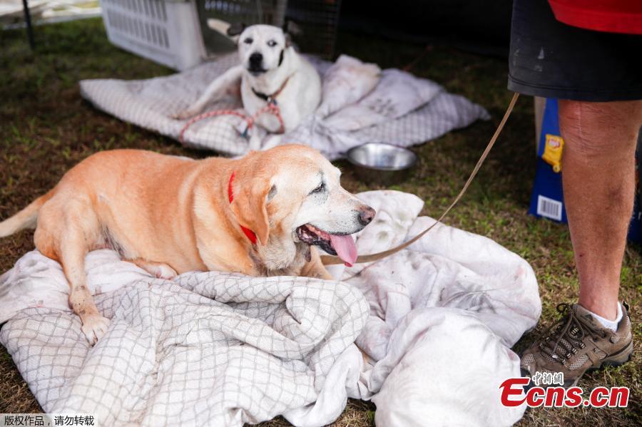 Pets in evacuation center amid Kilauea Volcano eruptions