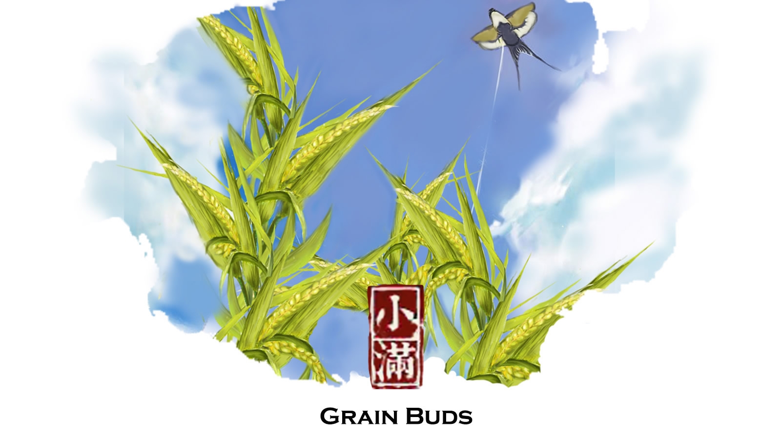 Grain Buds: When grains are about to ripen